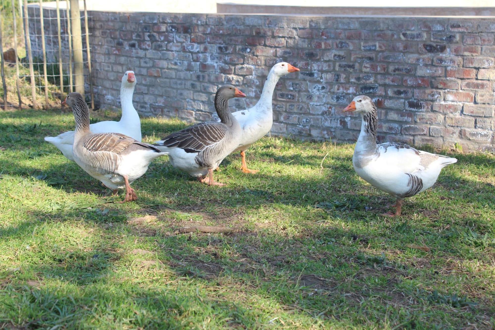 דירות ג'ורג' Dunkes Organic Equestrian Estate מראה חיצוני תמונה